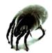 dust mite